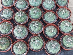 Coryphantha poselgeriana pot 5,5 cm - 12415570