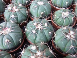 Echinocactus horizonthalonius Tula, Tam. květináč 5,5 cm
