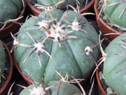 Echinocactus horizonthalonius Tula, Tam. květináč 5,5 cm - 12415583