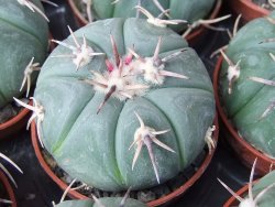 Echinocactus horizonthalonius Tula, Tam. květináč 5,5 cm - 12415584