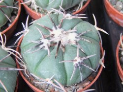 Echinocactus horizonthalonius Tula, Tam. květináč 5,5 cm - 12415585