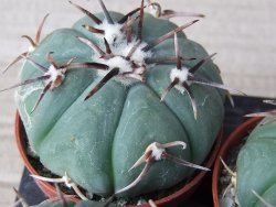 Echinocactus horizonthalonius Tula, Tam. květináč 5,5 cm - 12415586