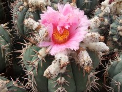 Echinocactus horizonthalonius Tula, Tam. květináč 5,5 cm - 12415590