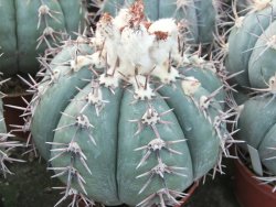 Echinocactus horizonthalonius Tula, Tam. květináč 5,5 cm - 12415592