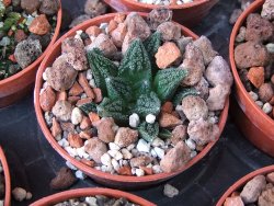 Ariocarpus fissuratus hintonii Matehuala květináč 5,5 cm IA