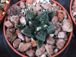 Ariocarpus fissuratus hintonii Matehuala květináč 5,5 cm IA - 12415604