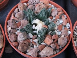 Ariocarpus fissuratus hintonii Matehuala květináč 5,5 cm IA - 12415605