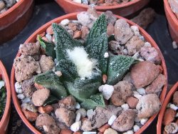 Ariocarpus fissuratus hintonii Matehuala květináč 5,5 cm IA - 12415606