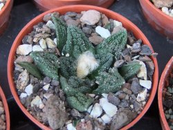 Ariocarpus fissuratus hintonii Matehuala květináč 5,5 cm IA - 12415607