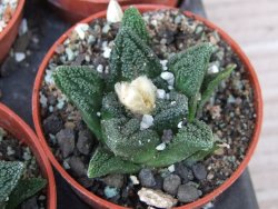 Ariocarpus fissuratus hintonii Matehuala květináč 5,5 cm IA - 12415608