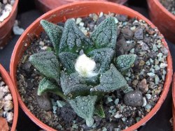 Ariocarpus fissuratus hintonii Matehuala květináč 5,5 cm IA - 12415609