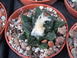 Ariocarpus fissuratus hintonii Matehuala květináč 5,5 cm IA - 12415610