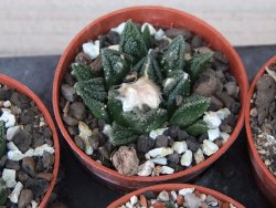 Ariocarpus fissuratus hintonii Matehuala květináč 5,5 cm IA - 12415611