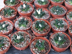Ariocarpus fissuratus hintonii Matehuala květináč 5,5 cm IA - 12415612