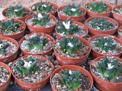 Ariocarpus fissuratus hintonii Matehuala květináč 5,5 cm IA - 12415613