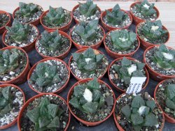 Ariocarpus fissuratus Cuatro Cienegas pot 5,5 cm