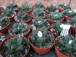Ariocarpus fissuratus Cuatro Cienegas pot 5,5 cm - 12415629