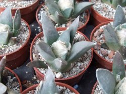 Ariocarpus retusus MM 172 květináč 5,5 cm