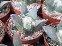 Ariocarpus retusus MM 172 květináč 5,5 cm - 12415644