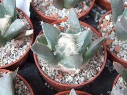 Ariocarpus retusus MM 172 květináč 5,5 cm - 12415645