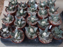 Ariocarpus retusus MM 172 květináč 5,5 cm - 12415646