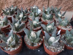 Ariocarpus retusus MM 172 květináč 5,5 cm - 12415647