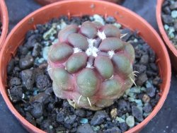 Cintia knizeii květináč 5,5 cm - 12415649