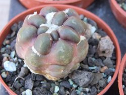 Cintia knizeii květináč 5,5 cm - 12415650