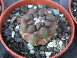 Cintia knizeii květináč 5,5 cm - 12415651