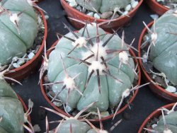 Echinocactus horizonthalonius KMR 22 Entroque Huizache, 5,5 cm květináč