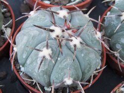 Echinocactus horizonthalonius KMR 22 Entroque Huizache, 5,5 cm květináč - 12415655
