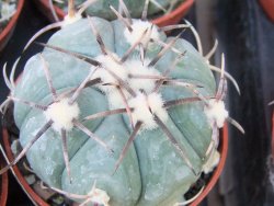Echinocactus horizonthalonius KMR 22 Entroque Huizache, 5,5 cm květináč - 12415656