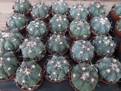 Echinocactus horizonthalonius KMR 22 Entroque Huizache, 5,5 cm květináč - 12415657