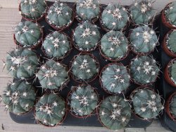 Echinocactus horizonthalonius KMR 22 Entroque Huizache, 5,5 cm květináč - 12415658