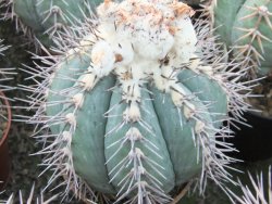 Echinocactus horizonthalonius KMR 22 Entroque Huizache, 5,5 cm květináč - 12415659
