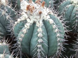 Echinocactus horizonthalonius KMR 22 Entroque Huizache, 5,5 cm květináč - 12415660