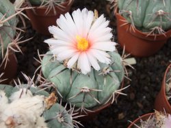Echinocactus horizonthalonius KMR 22 Entroque Huizache, 5,5 cm květináč - 12415662