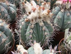 Echinocactus horizonthalonius KMR 22 Entroque Huizache, 5,5 cm květináč - 12415663