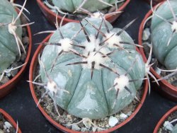 Echinocactus horizonthalonius KMR 22 Entroque Huizache, 5,5 cm květináč - 12415664