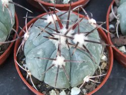 Echinocactus horizonthalonius KMR 22 Entroque Huizache, 5,5 cm květináč