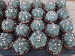 Echinocactus horizonthalonius KMR 22 Entroque Huizache, 5,5 cm květináč - 12415666