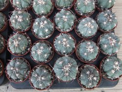 Echinocactus horizonthalonius KMR 22 Entroque Huizache, 5,5 cm květináč - 12415667
