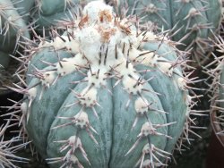 Echinocactus horizonthalonius KMR 22 Entroque Huizache, 5,5 cm květináč - 12415668