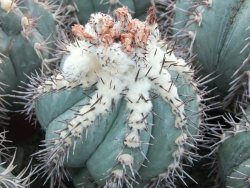 Echinocactus horizonthalonius KMR 22 Entroque Huizache, 5,5 cm květináč - 12415671