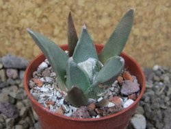 Ariocarpus retusus MM 172 květináč 5,5 cm