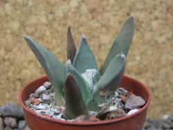 Ariocarpus retusus MM 172 květináč 5,5 cm - 12415676