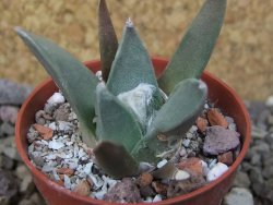 Ariocarpus retusus MM 172 květináč 5,5 cm - 12415677
