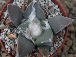 Ariocarpus retusus MM 172 květináč 5,5 cm