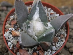 Ariocarpus retusus MM 172 květináč 5,5 cm - 12415679