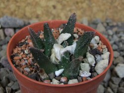 Ariocarpus bravoanus El Ňuňez květináč 5,5 cm - 12415681